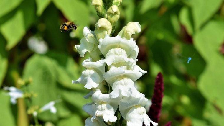 Les plantes vivaces fleuries toute l'année dans Un jardin coloré en toutes saisons.