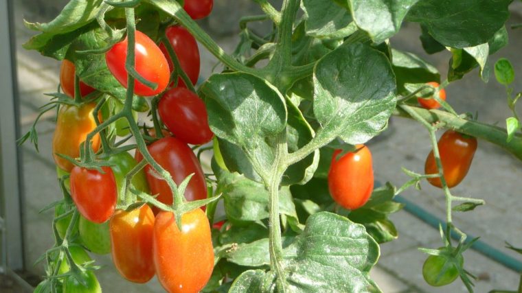 la tomate cornue des Andes est le secret des chefs étoilés