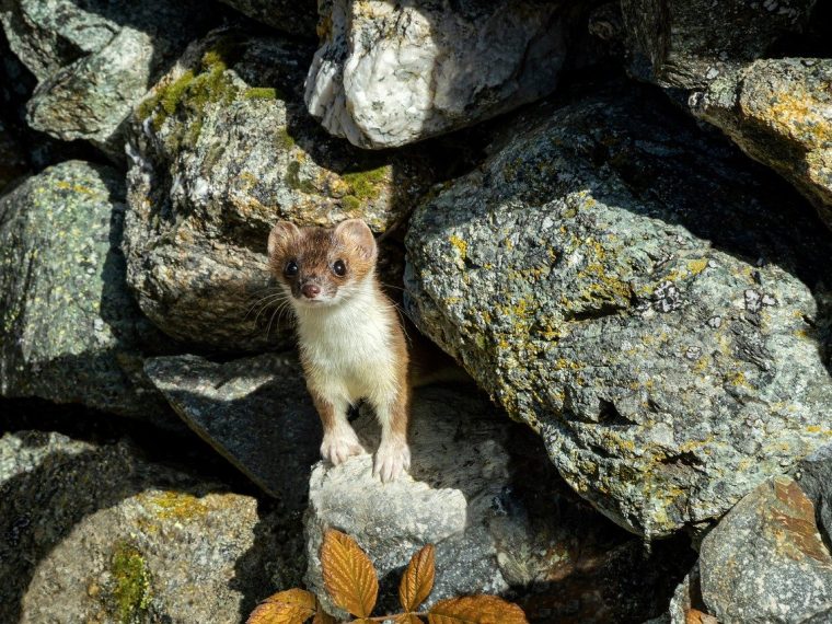 Guide pratique pour reconnaître les excréments de fouine