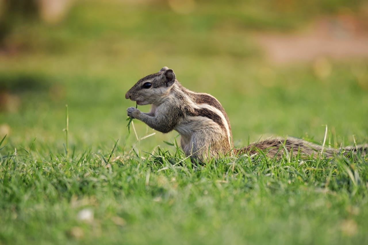  reconnaître les excréments de fouine