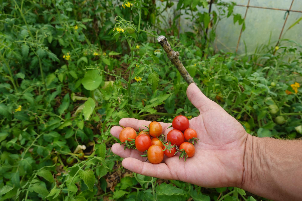 astuces pour planter des tomates cerises pour une récolte optimale