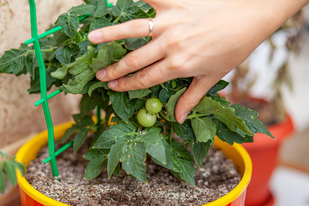 astuces pour planter des tomates cerises 