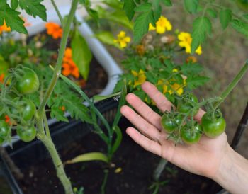planter des tomates cerises pour une récolte optimale