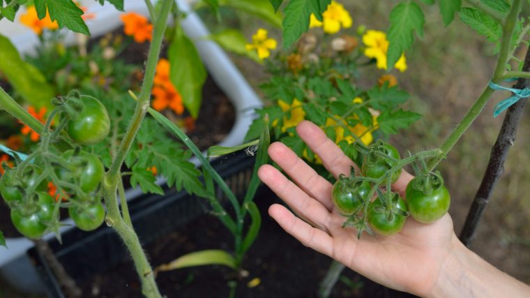 planter des tomates cerises pour une récolte optimale