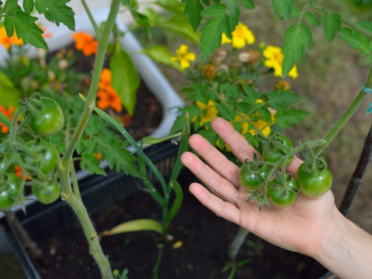 planter des tomates cerises pour une récolte optimale